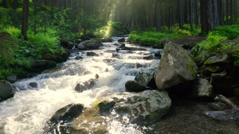 Mountain river flowing inside mysterious forest. Water splases stone rapids at Vidéo 202593220
