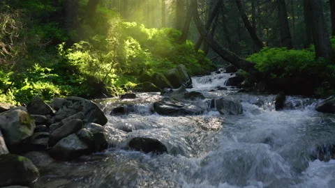 Mountain river flowing inside mysterious forest. Water splases stone rapids at Stock Footage 202602611