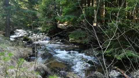 Mountain river flowing in the middle of the forest Stock Footage 263141529