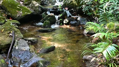 Mountain river flowing in rainforest. Endless meditative video, stream in tropic Stock Footage 241710080