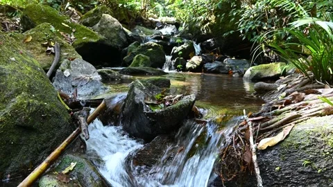 Mountain river flowing in rainforest. Endless meditative video, stream in tropic Stock Footage 242497594