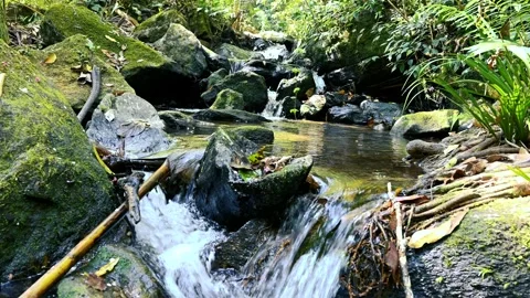 Mountain river flowing in rainforest. Endless meditative video, stream in tropic Stock Footage 245904331