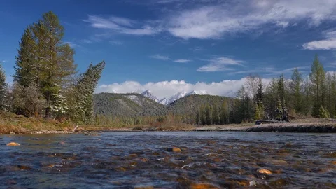 Mountain river flowing, spring forest and snowcapped mountains on the background Stock Footage 91154897
