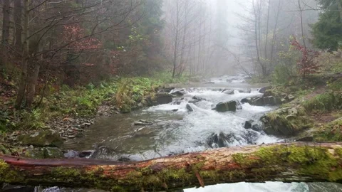 Mountain river flowing through the autumn forest. Stock Footage 142883316
