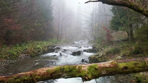 Mountain river flowing through the autumn forest. Stock Footage 142887699