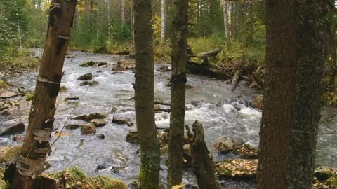 Mountain River Flowing Through Autumn Forest in Southern Urals, Russia Stock Footage 325449490