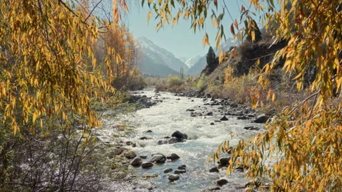 Mountain River Flowing Through Autumn Forest With Fall Foliage and Snow Cap.. Stock Footage 339070580