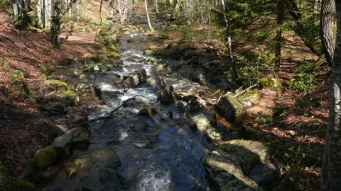 Mountain river flowing through a beech forest 스톡 동영상 263142195