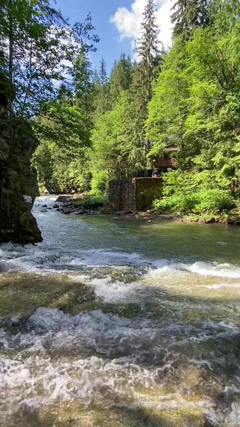 Mountain River Flowing Through Carpathian Forest in Summer Stock Footage 311276317