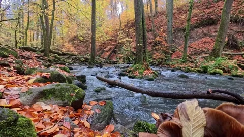 Mountain river flowing through colorful autumn forest scenery Stock Footage 327590795
