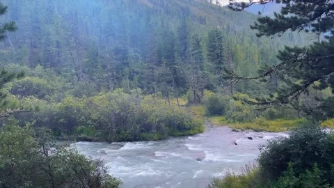 Mountain river flowing through coniferous forest, mist-shrouded valley landscape Видео 347349752