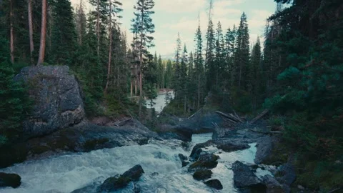 Mountain River Flowing Through Dense Forest Video stock 316193989