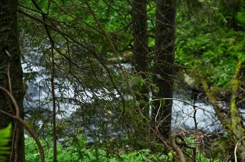 Mountain river flowing through dense forest with fast-moving water and lush.. Stock Photos