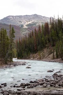 Mountain river flowing through evergreen forest in the Canadian Rockies. Stock Photos