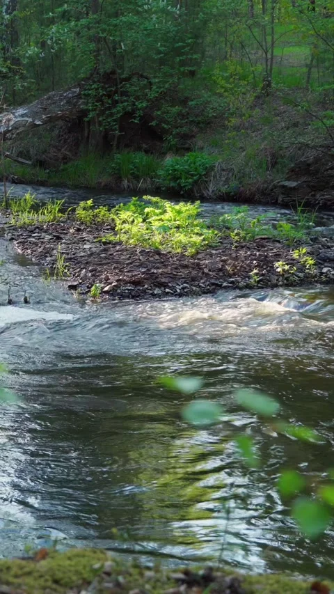 A mountain river flowing through the forest. Beautiful natural landscape. Stock Footage 276876862
