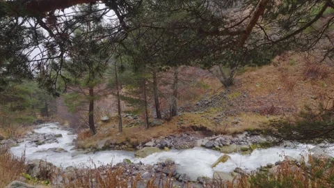 Mountain River Flowing Through a Forest in the North Caucasus, Russia Stock Footage 320852225