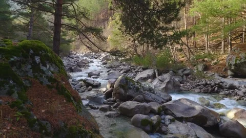 Mountain River Flowing Through Forest in North Caucasus, Russia Stock Footage 320854924