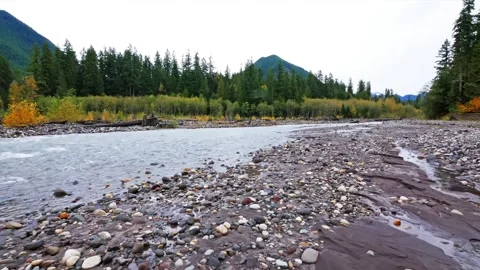 Mountain River Flowing Through Forest in Mount Rainier National Park in Autumn Stock Footage 332143235
