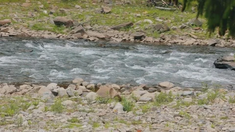 Mountain River Flowing Through Forest in the Ukrainian Carpathians 動画素材 339042842