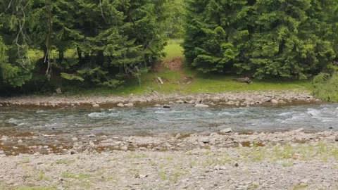 Mountain River Flowing Through Forest in the Ukrainian Carpathians Video stock 341658484