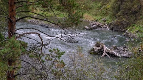 Mountain river flowing through the gorge overgrown forest. 스톡 동영상 258826590