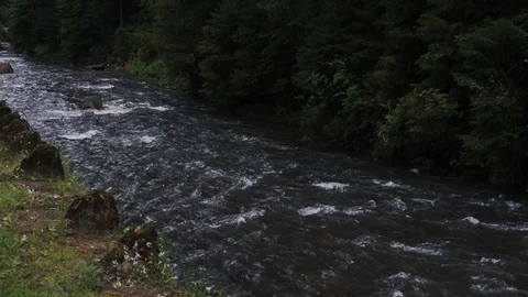 Mountain river flowing through the green forest Video stock 126605329