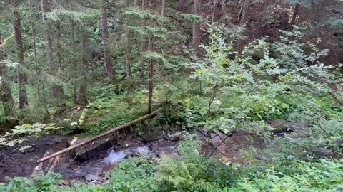 A mountain river flowing through a green forest Stock Footage 250225591