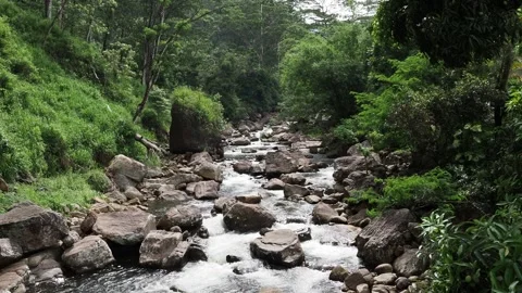 Mountain river flowing through a lush green forest Stock Footage 337767455