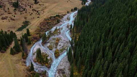 Mountain River Flowing through Pine Forest Stock Footage 325650549
