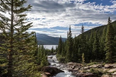Mountain river flowing through a pine tree forest Stock Photos