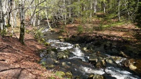Mountain river flowing through a spring forest Stock Footage 263141875