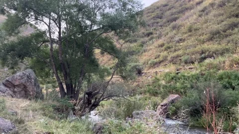 Mountain River Flowing through Wild Kastek Gorge, Kazakhstan Stock Footage 342749874