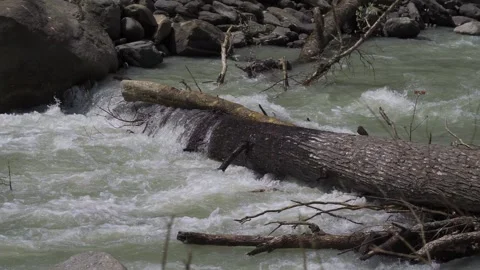 A mountain river is flowing through the woods in a remote valley of uttarakhand Video stock 280263197
