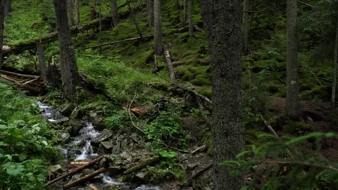 The mountain river flows along the mountainside among green plants and trees in Stock Footage 93250221