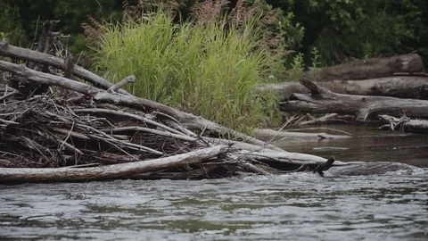 Mountain river flows among flooded trees 動画素材 120495269
