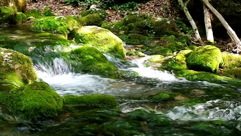 A mountain river flows among forest trees in summer. Stock Footage 334438991