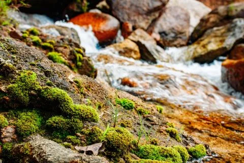 Mountain river flows among large stones hrough the forest, landscape, nature 库存照片