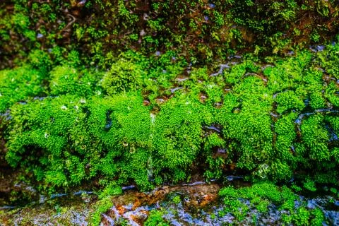 Mountain river flows among large stones hrough the forest. Natural landscape Stock Photos
