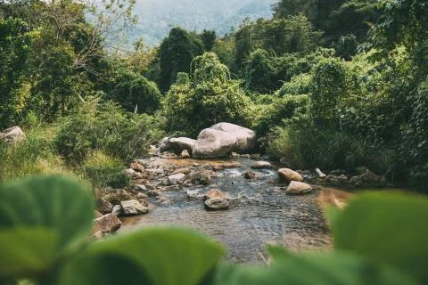 Mountain river flows among large stones hrough the forest. Natural landscape Stock Photos