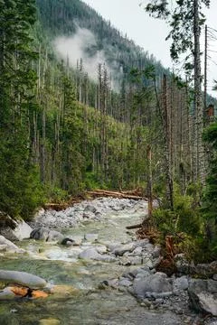 Mountain river flows between pine forest Stock Photos