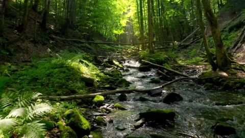 Mountain river flows in a deep magical forest. Sun rays make their way through Stock Footage 168374718
