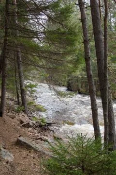 A mountain river flows in a forest gorge Stock Photos