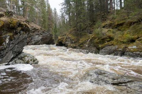 A mountain river flows in a forest gorge Stock Photos