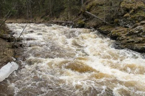 A mountain river flows in a forest gorge Stock Photos