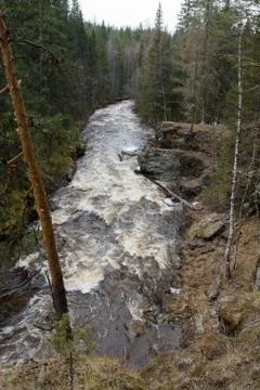 A mountain river flows in a forest gorge Stock Photos