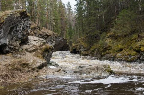 A mountain river flows in a forest gorge Stock Photos
