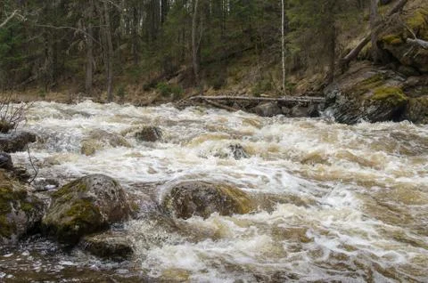 A mountain river flows in a forest gorge Stock Photos