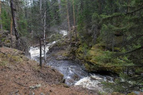 A mountain river flows in a forest gorge Stock Photos