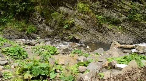 Mountain river flows near high rocks with lush green vegetation Video stock 56002481