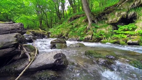 Mountain river flows over rocks in green forest. Stock Footage 76316076